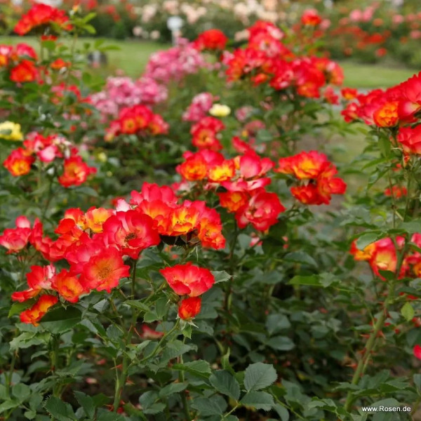 SUMMER OF LOVE® SUMMER OF LOVE®